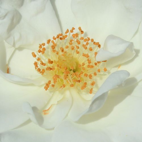 Rosa  Innocencia® - róża z dyskretnym zapachem - Róże pienne - z kwiatami pojedynczymi - biały  - W. Kordes & Sons - korona zwisająca - -